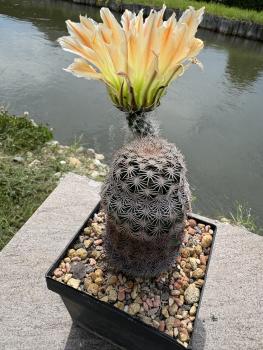 Preview: Echinocereus ctenoides
